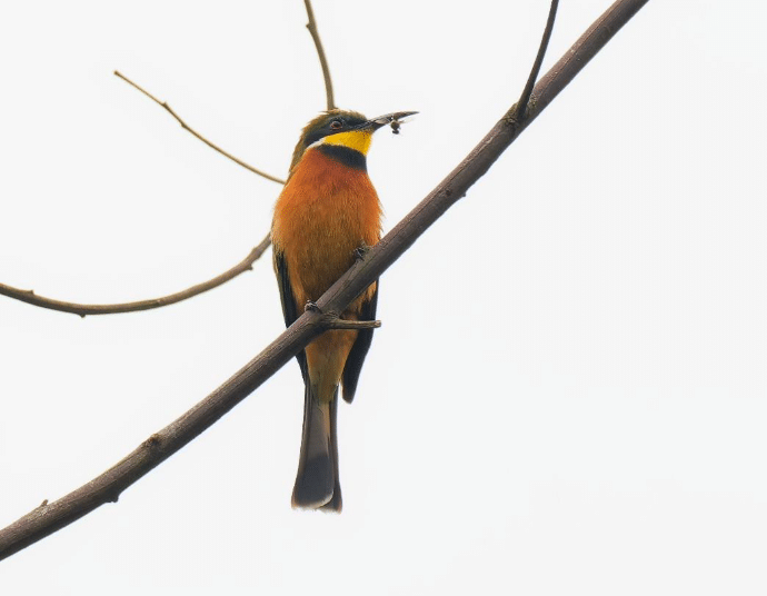 Karura Forest birding tours