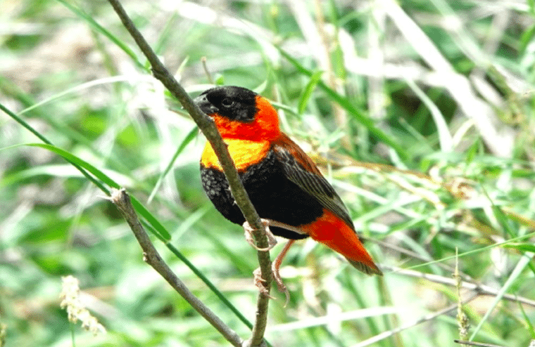Ethiopia birding tours