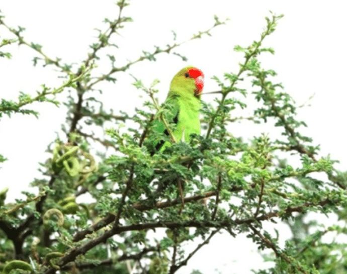 Ethiopia birding tours