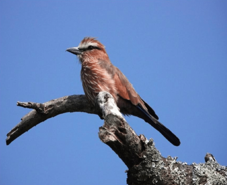 Ethiopia birding tours