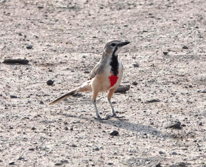 Ethiopia birding