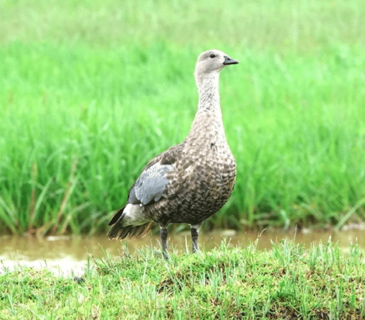 Ethiopia birding