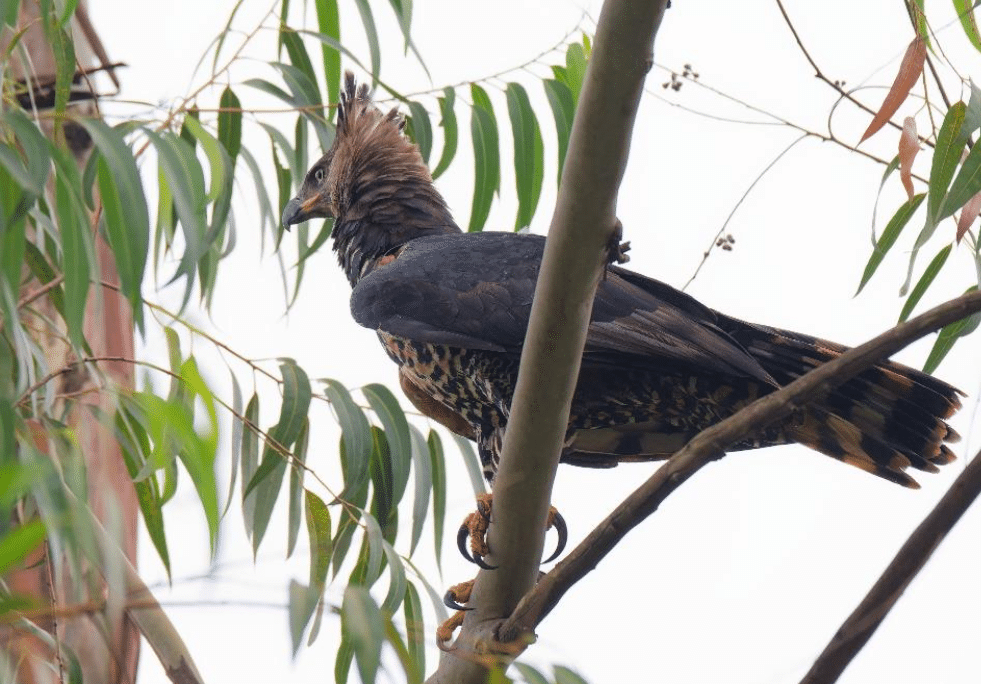 Karura Forest birding tours