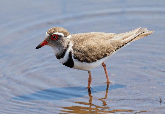 Mida Creek birding tour