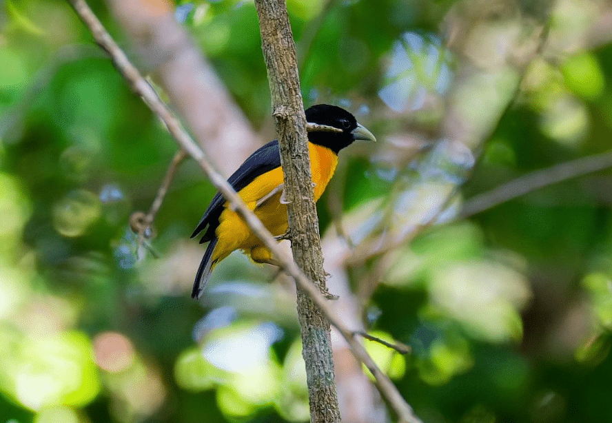 Watamu birding tours
