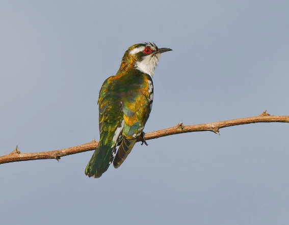 Tsavo Birding tours