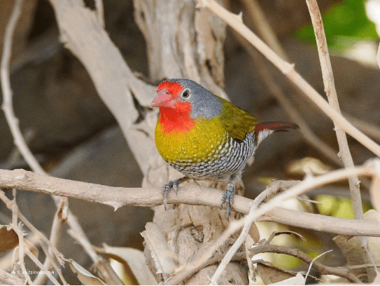 Tsavo Birding tours