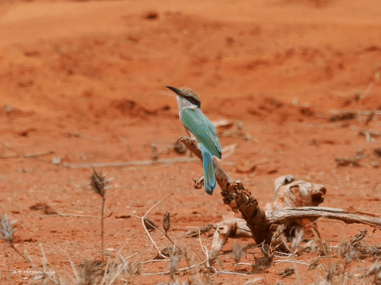 Tsavo East birding tours