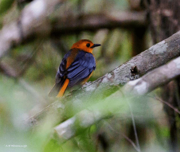 Taita Hills birding tours