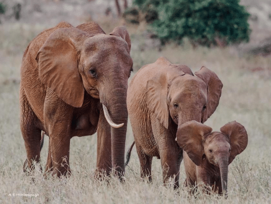 Taita Hills Wildlife Sanctuary birding tours