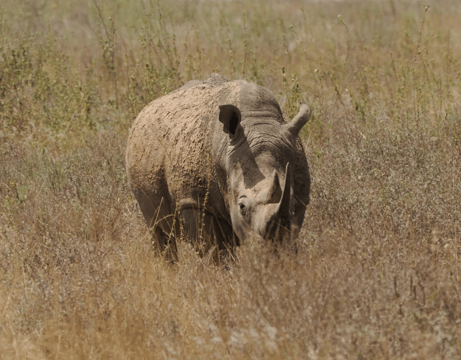 Nairobi birding tours