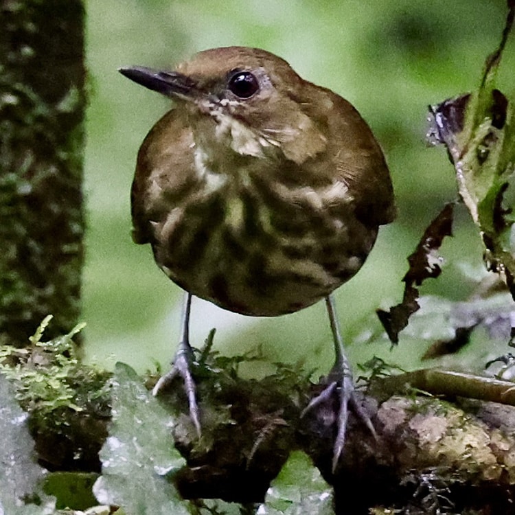 Tanzania birding endemics