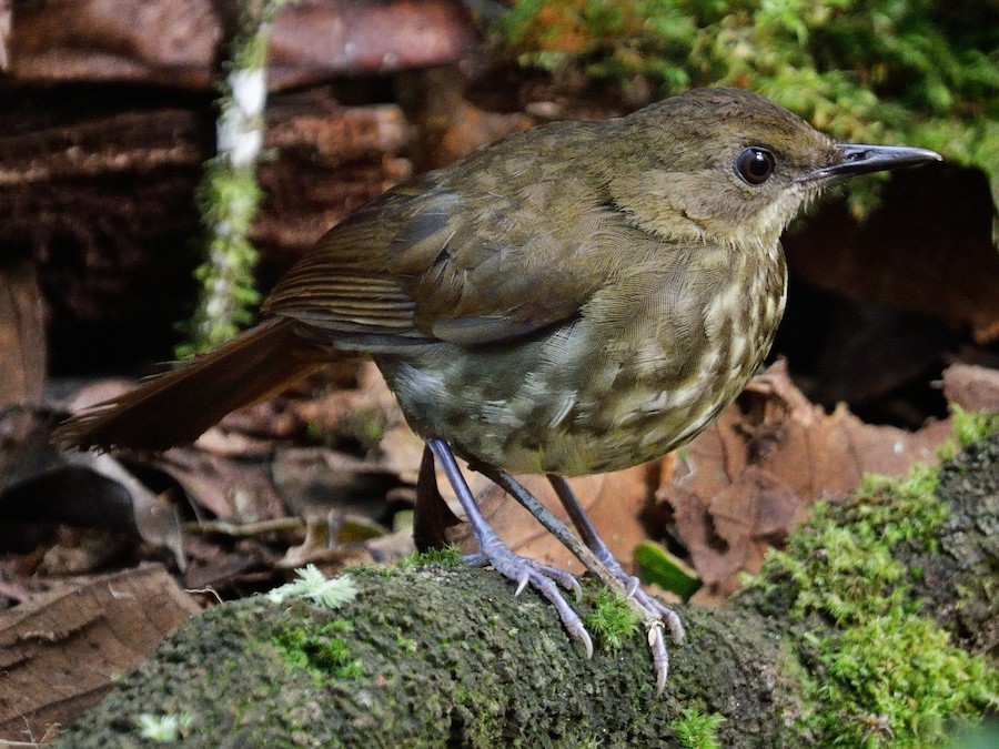 Tanzania birding endemics