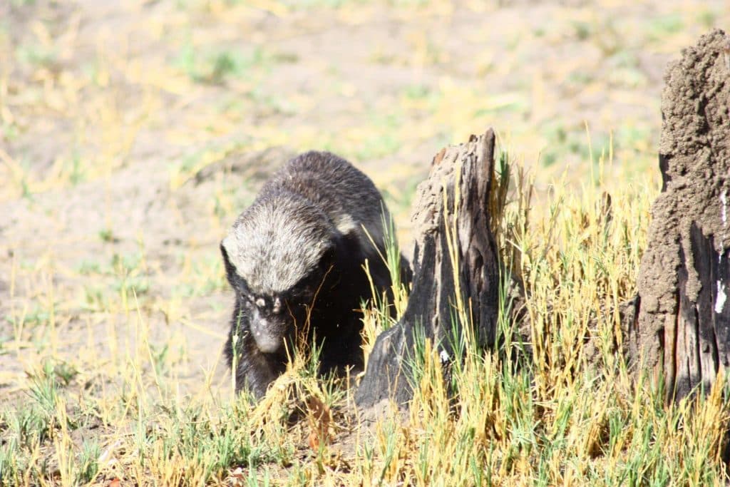 Zimbabwe birding tours