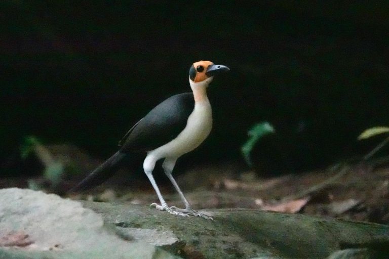 Ghana birding tours