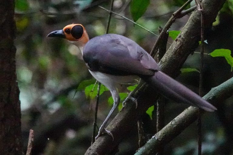 Ghana birding tours