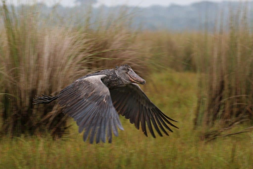 Uganda birding tours
