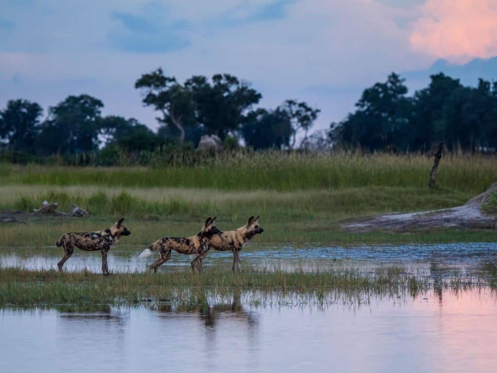 Botswana birding tours