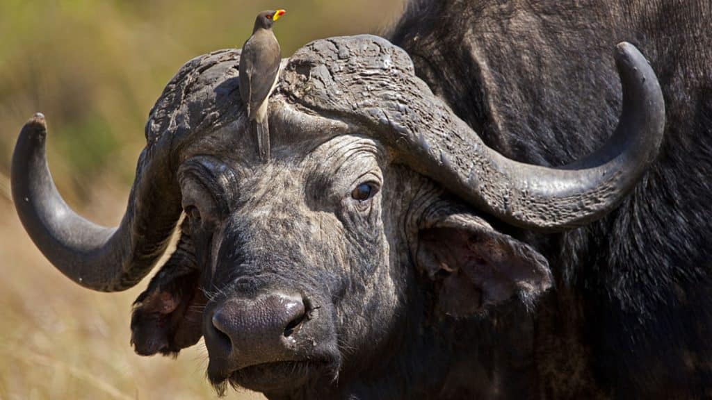 Birding and wildlife in Africa