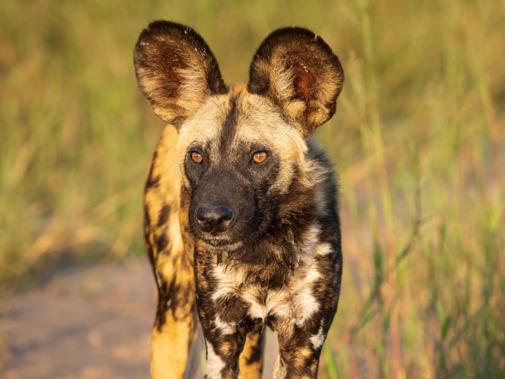 Botswana birding tours