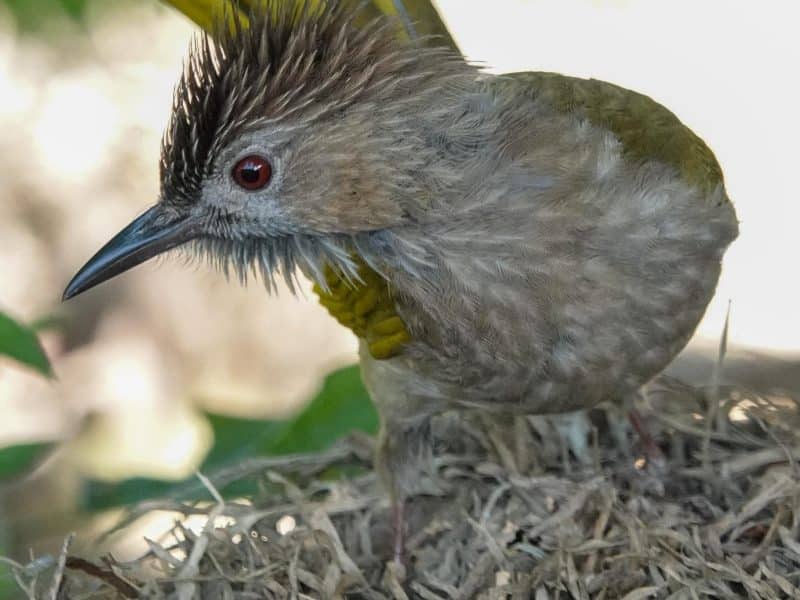 Thailand Birding Tours