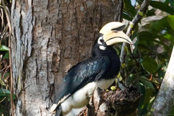Thailand Birding Tours