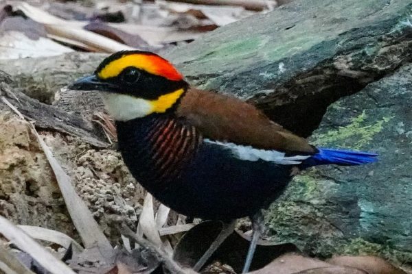 Thailand Birding Tours