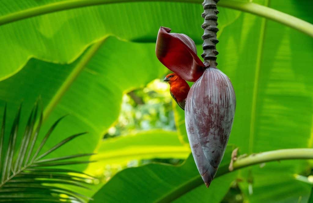 Seychelles Birdwatching