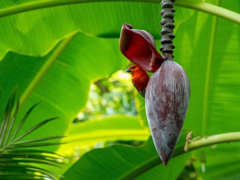 Seychelles Birdwatching