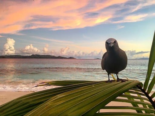 Seychelles Birding