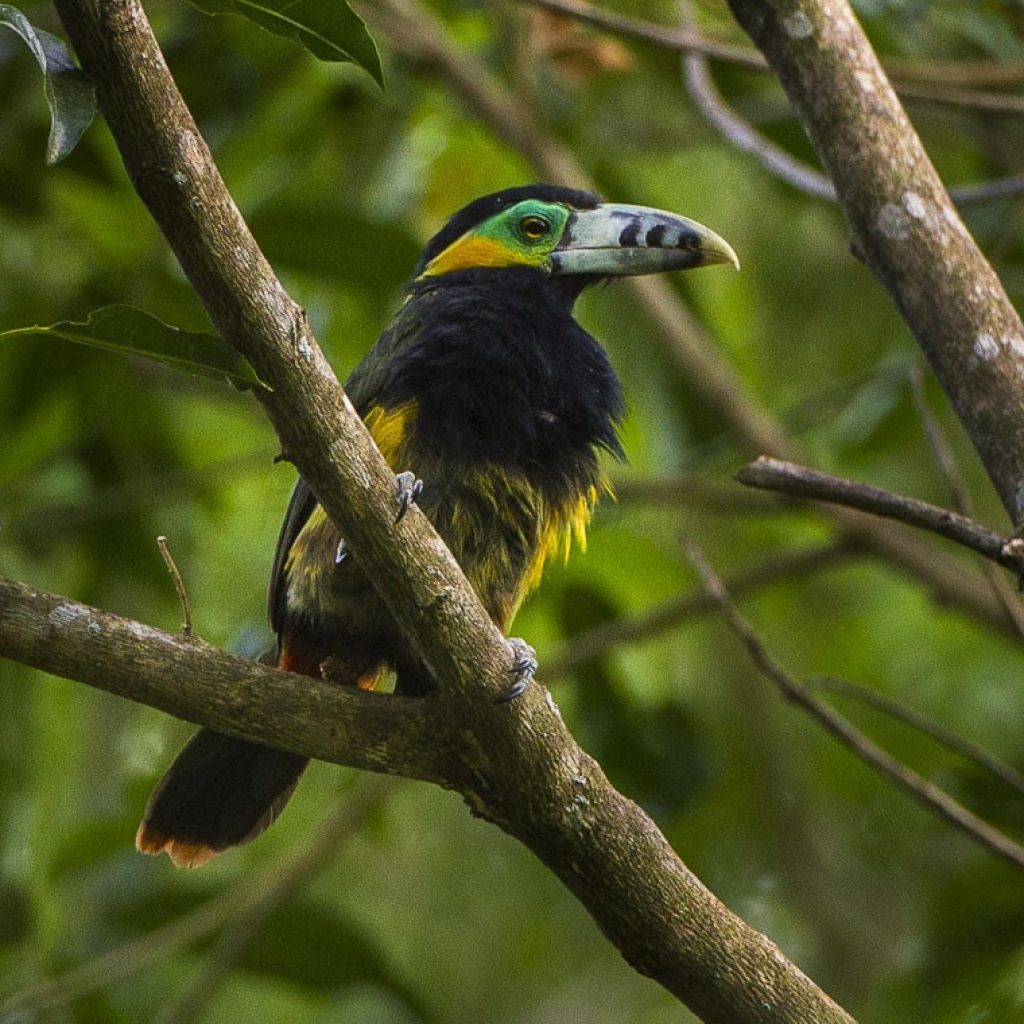 Brazil birding tours