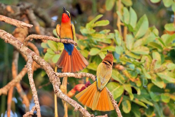 Birding - Semliki NP-copy-0